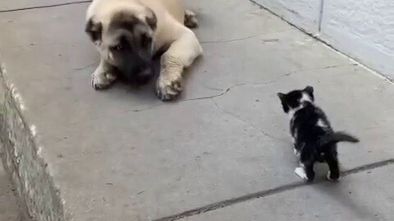 Ekmek Kavgası Sona Erdi: Kedi ve Köpekler Dost Oldu