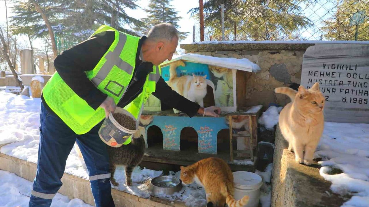 Elazığ Belediyesi'nden Sokak ve Yaban Hayvanlarına Yem Desteği