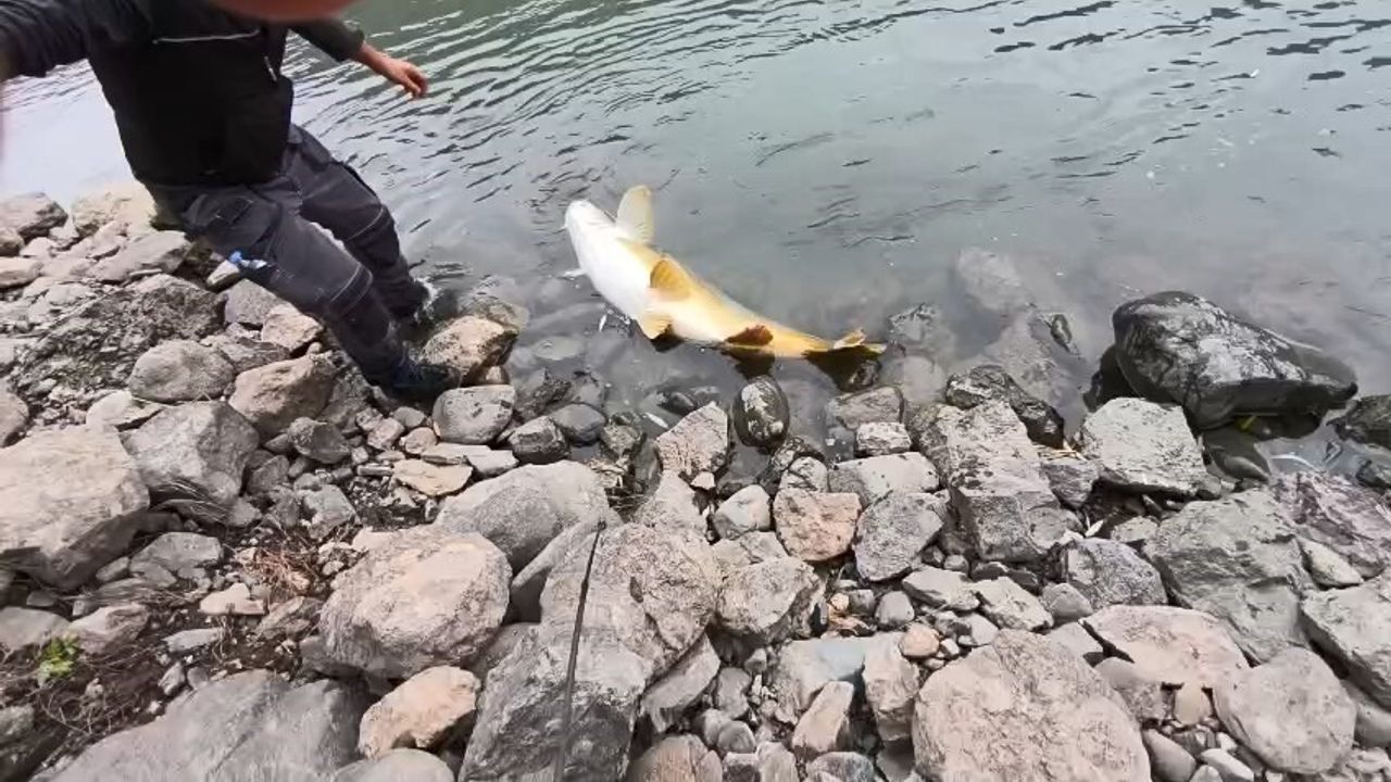 Elazığ'da 60 kiloluk dev turna Murat Nehri'nde yakalandı