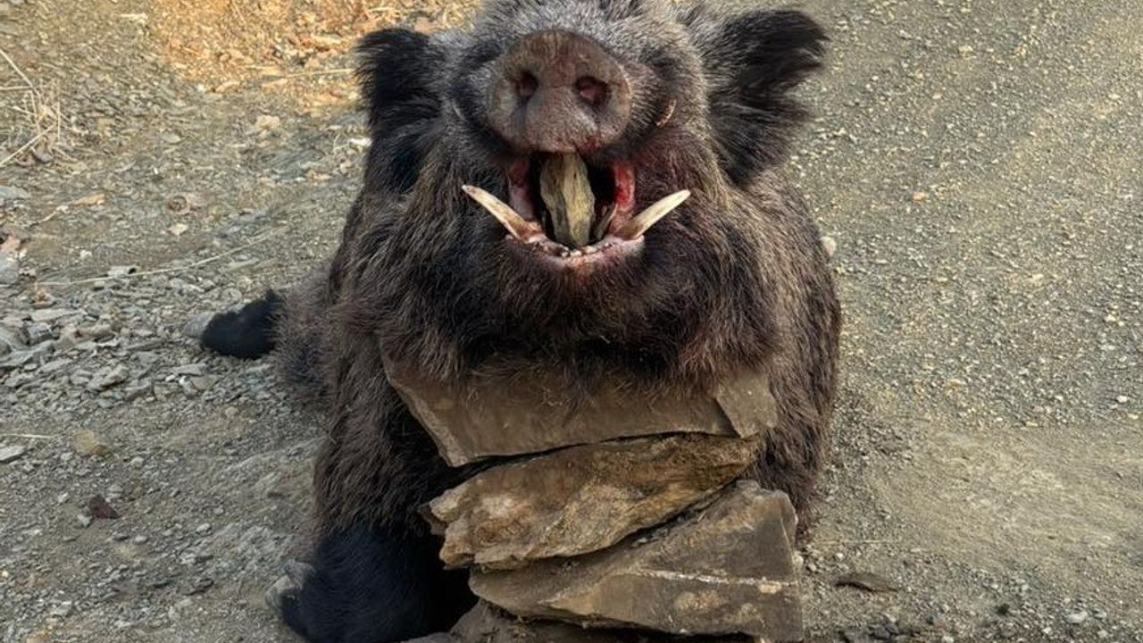 Elazığ’da Av Turizmi: 200 Kiloluk Yaban Domuzu Avlandı