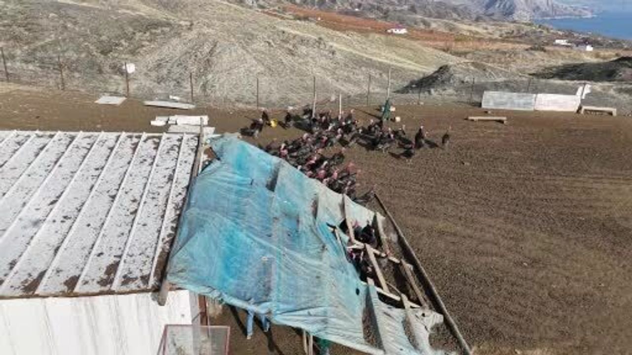 Elazığ'da Hindi Çiftliği Kurdu: Murat Varan Kendi İşinin Patronu