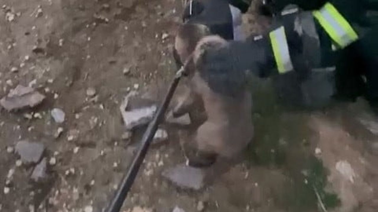 Elazığ'da itfaiye 3 metrelik lağım çukurundan yavru köpekleri kurtardı