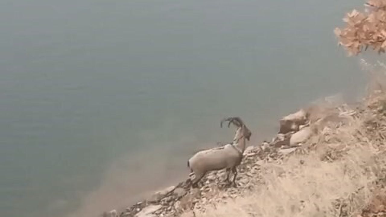 Elazığ'da Koruma Altındaki Dağ Keçisi Özlüce Baraj Gölü'nde Yüzerken Görüntülendi