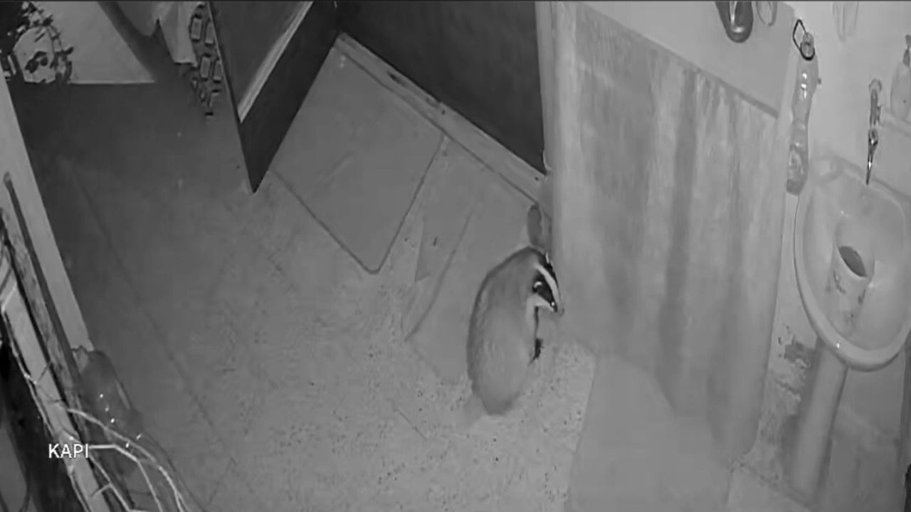 Elazığ'da Porsuk Kedilerin Mamalarını Yedi, Sahibi Alarm Kurdu