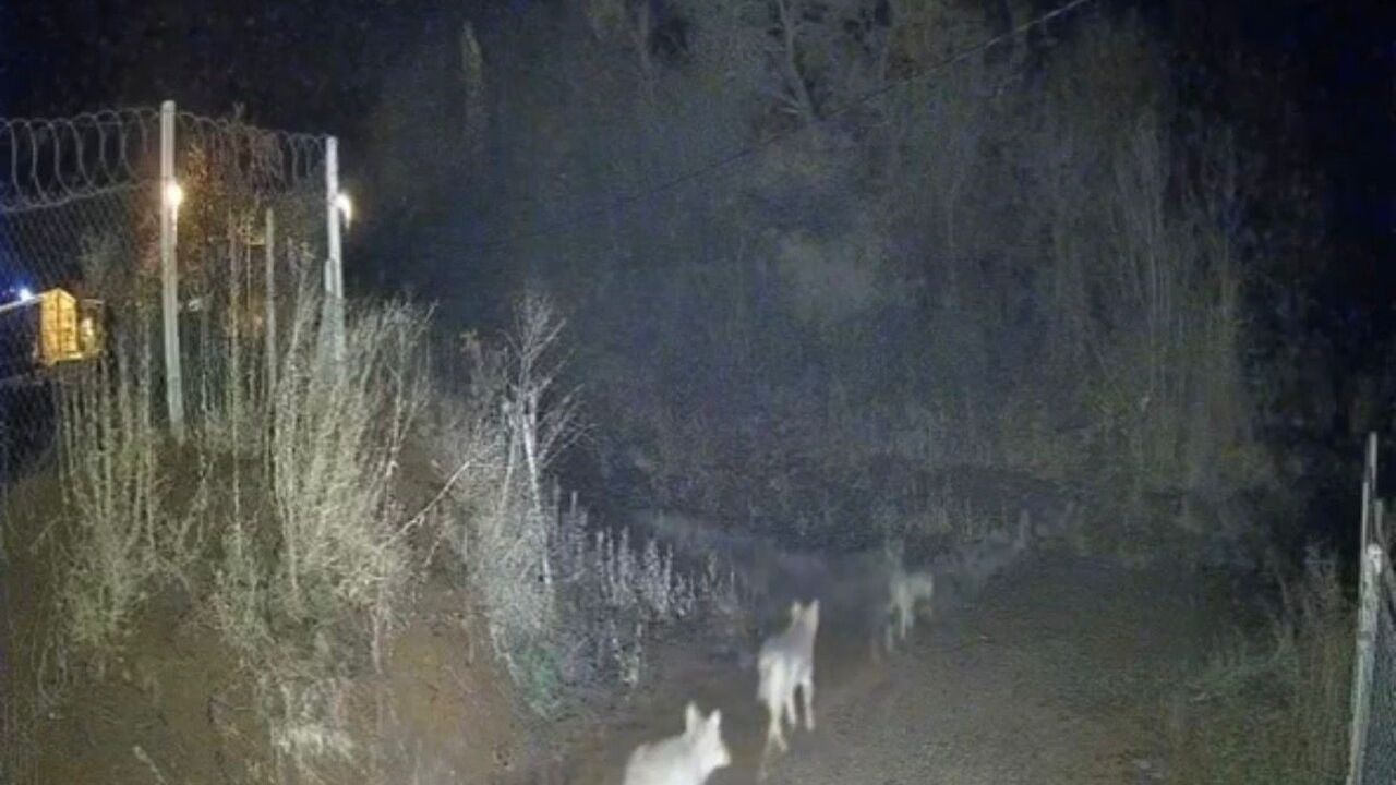 Elazığ'da Sürü Halinde Kurtlar Güvenlik Kamerasında