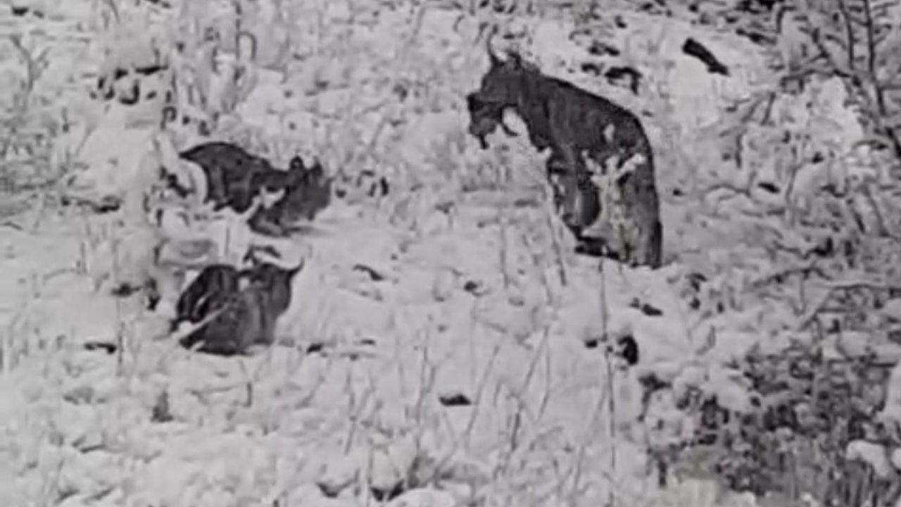 Elazığ’da vaşak ailesi görüntülendi: Keklik avı kamerada