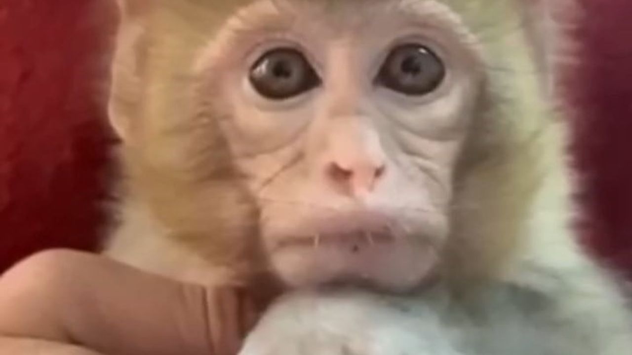 Elazığ'da Yakalanan Makak Maymunu Koruma Altına Alındı