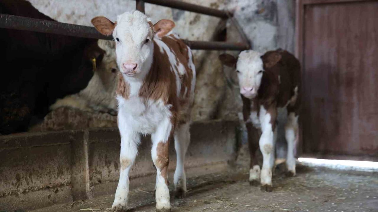 Elazığ'da Yıl Bitmeden Çifte Sevinç: Üreticinin İkiz Buzağı Mutluluğu