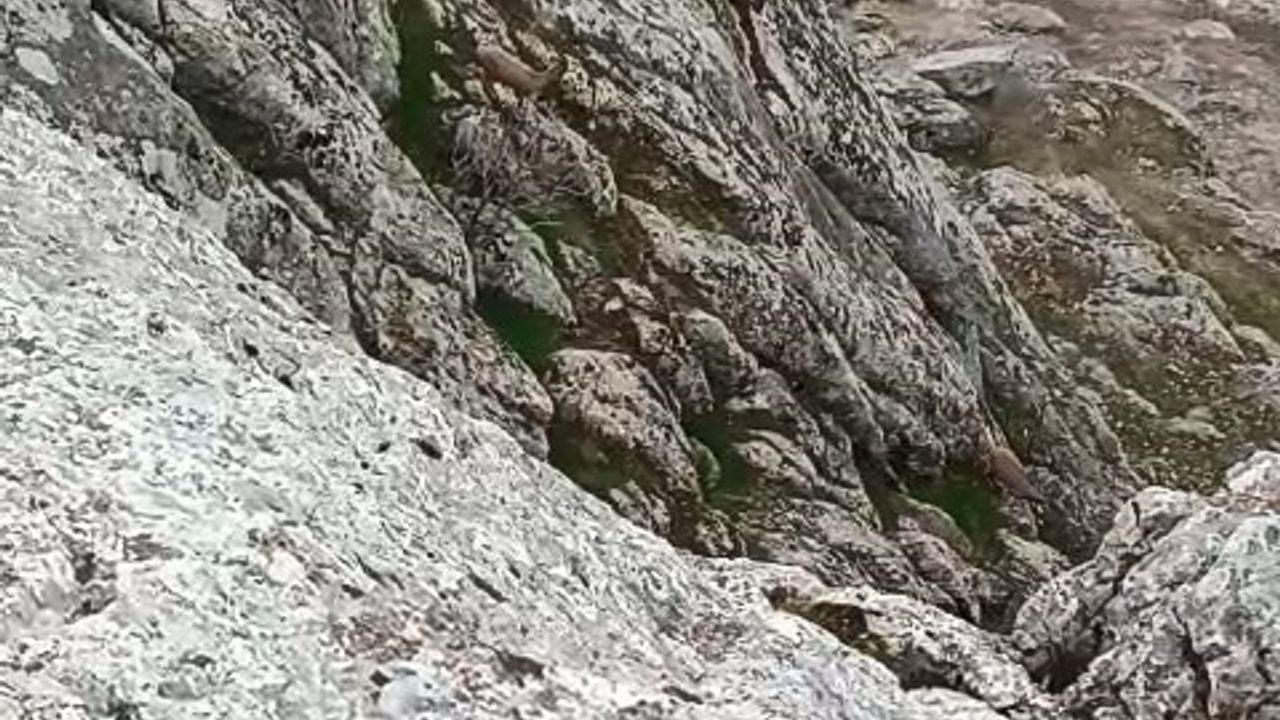 Elazığ Harput’ta Sürü Halinde Dağ Keçileri Görüntülendi