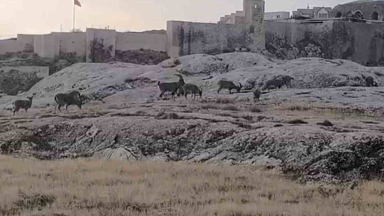 Elazığ Harput'ta Sürü Halinde Dağ Keçileri Harput Kalesi Eteklerinde