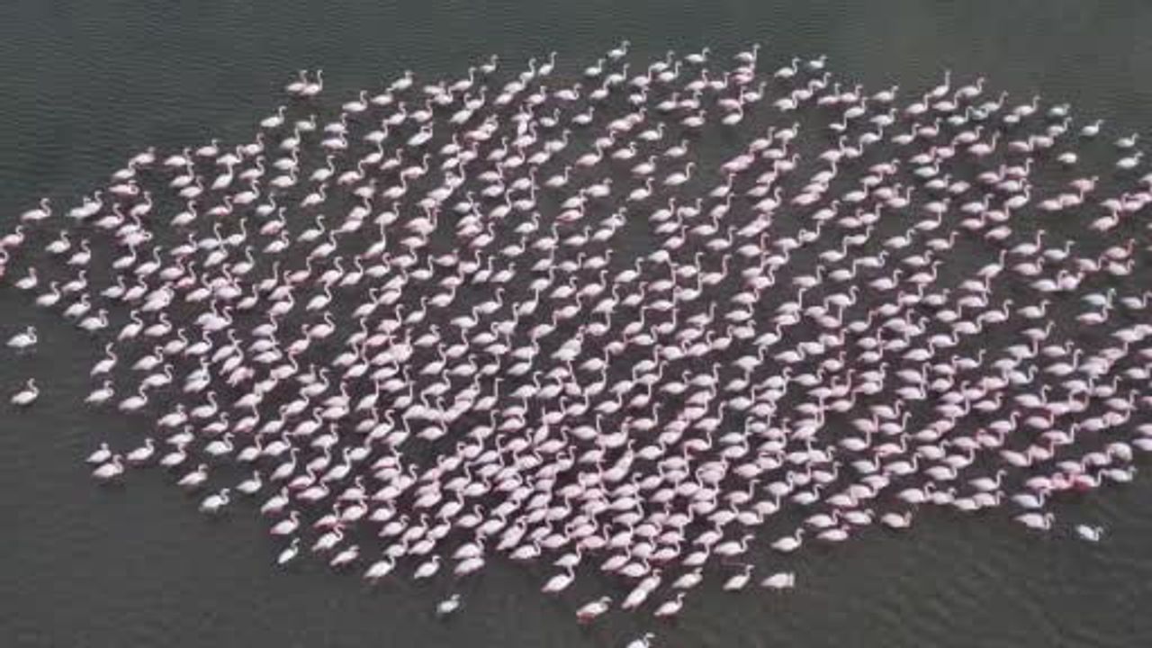 Enez Gala Gölü'nde Binlerce Flamingo Konaklıyor
