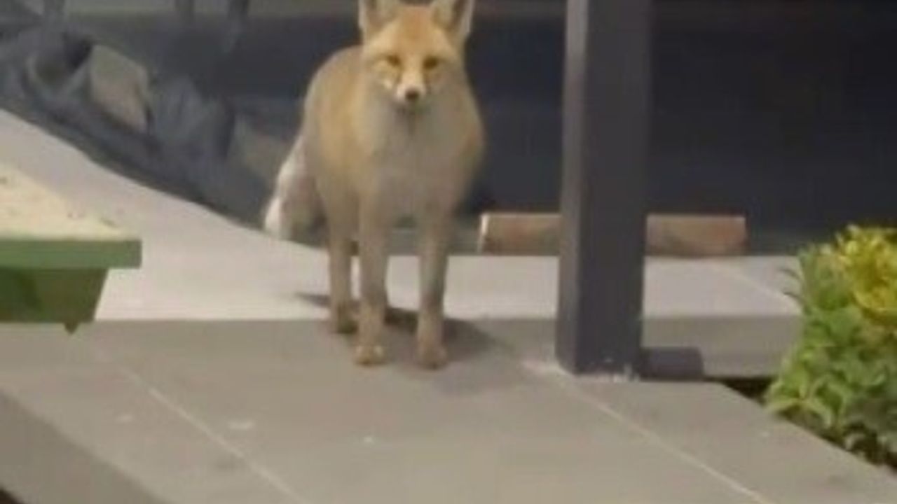 Erzincan Binkoç'ta Tilki Bahçeye Girip Kedi Mamalarını Yedi