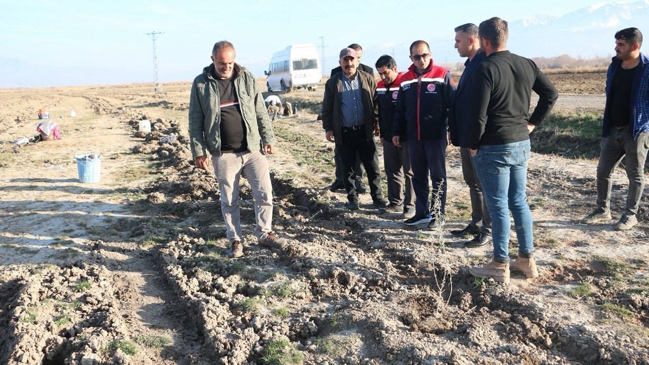 Erzincan'da 111 Bin Tuz Çalısı 1000 Dekarlık Meraya Dikildi