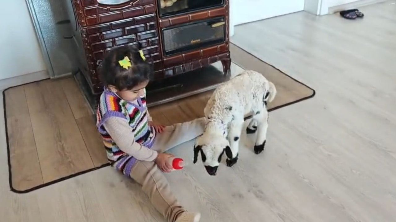 Erzincan'da 3 yaşındaki Ezo'nun 'Pırıl' Kuzuya Şefkati Yürekleri Isıttı