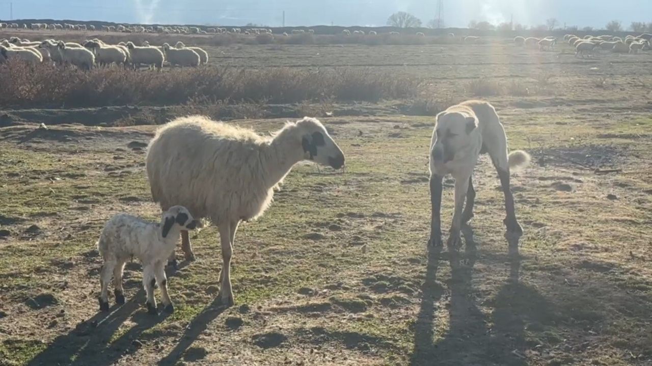 Erzincan'da Anne Koyun Kuzusunu Korumak İçin Köpeğe Siper Oldu