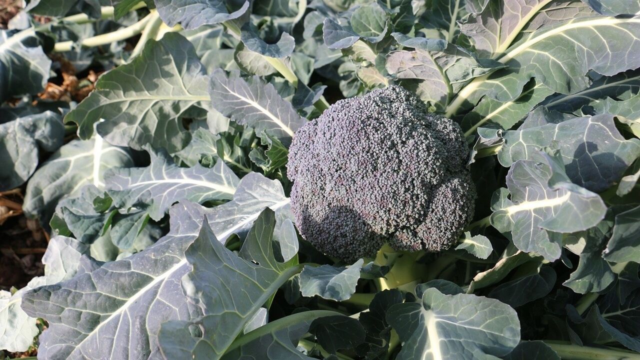 Erzincan'da Aralık'ta Kış Sebze Hasadı: Brokoli, Karnabahar ve Mor Lahana