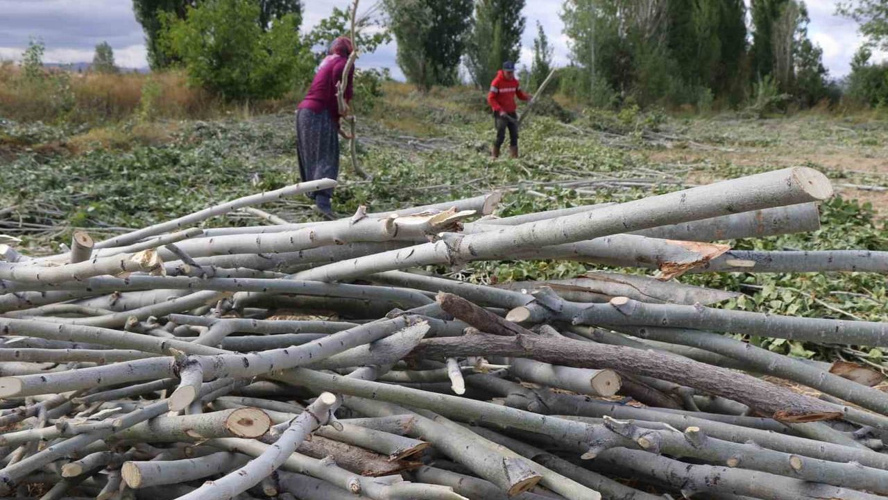 Erzincan'da Kömür Pahalı, Kırsalda Odun Umudu
