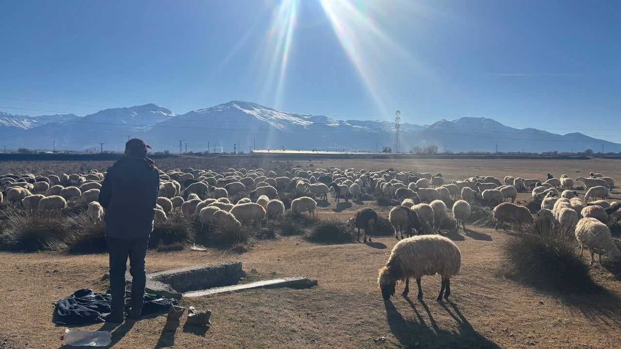Erzincan'da Küçükbaş Sürüleri Meralara Çıktı