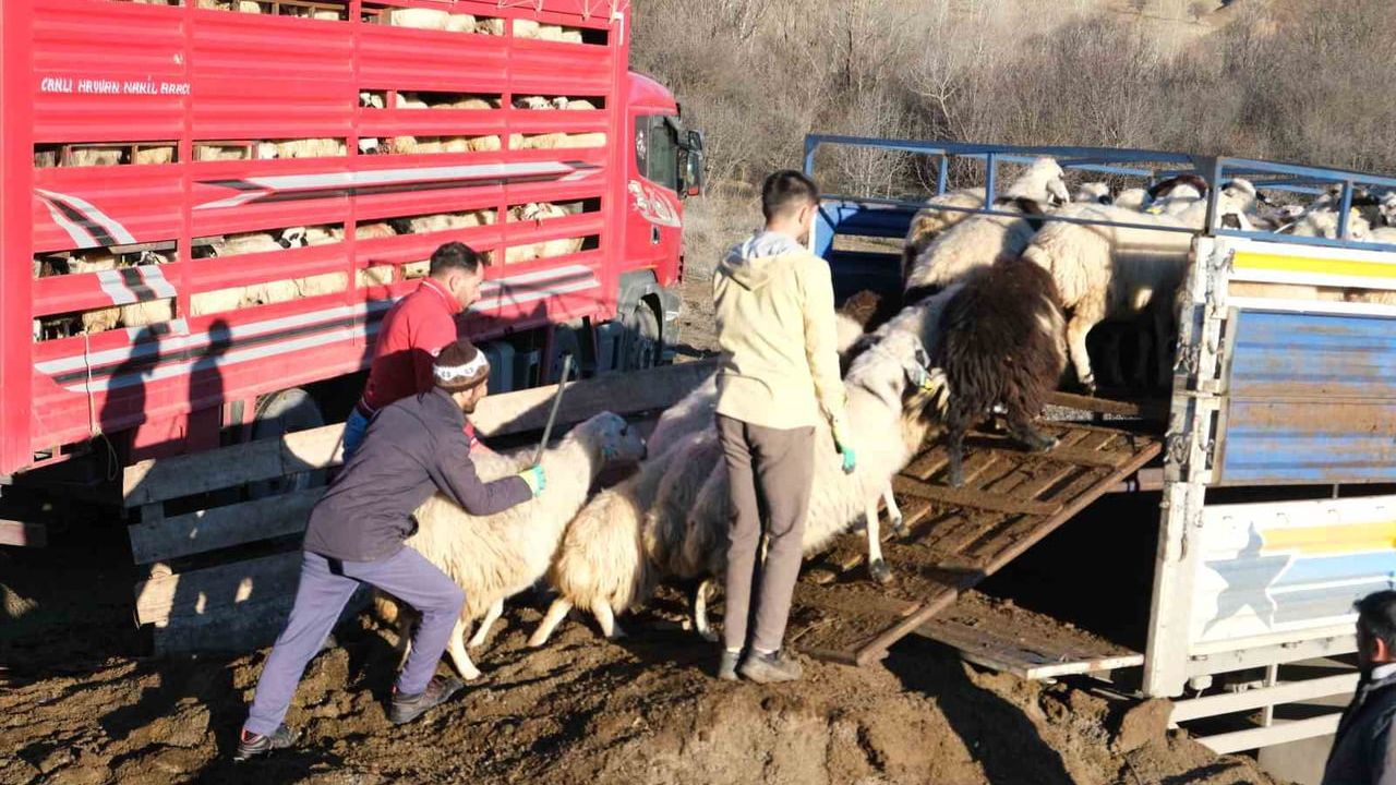 Erzincan'da Soğuk Hava: Yayladaki Sürüler Merkeze İndirildi