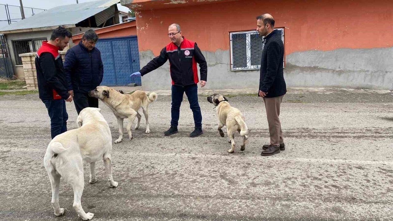 Erzincan'da Sokak Köpeklerine Oral Kuduz Aşısı