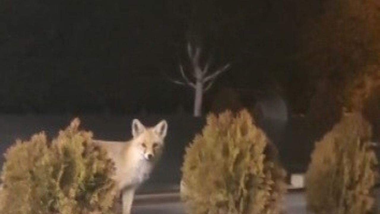 Erzincan'da Tilki Kedilerin Mamasına Yöneldi, Kediler Kararlı Savunma Gösterdi