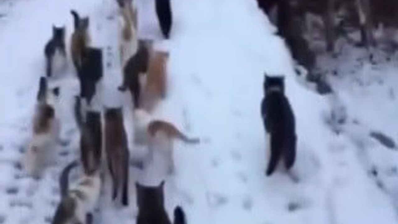 Erzincan Muratboynu'nda Yürek Isıtan Görüntü: Vatandaş Kar Sonrası Kedileri Besledi