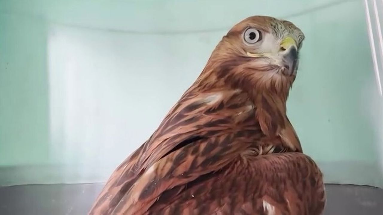 Erzurum'da İyileştirilen İki Kızıl Şahin Doğaya Salındı