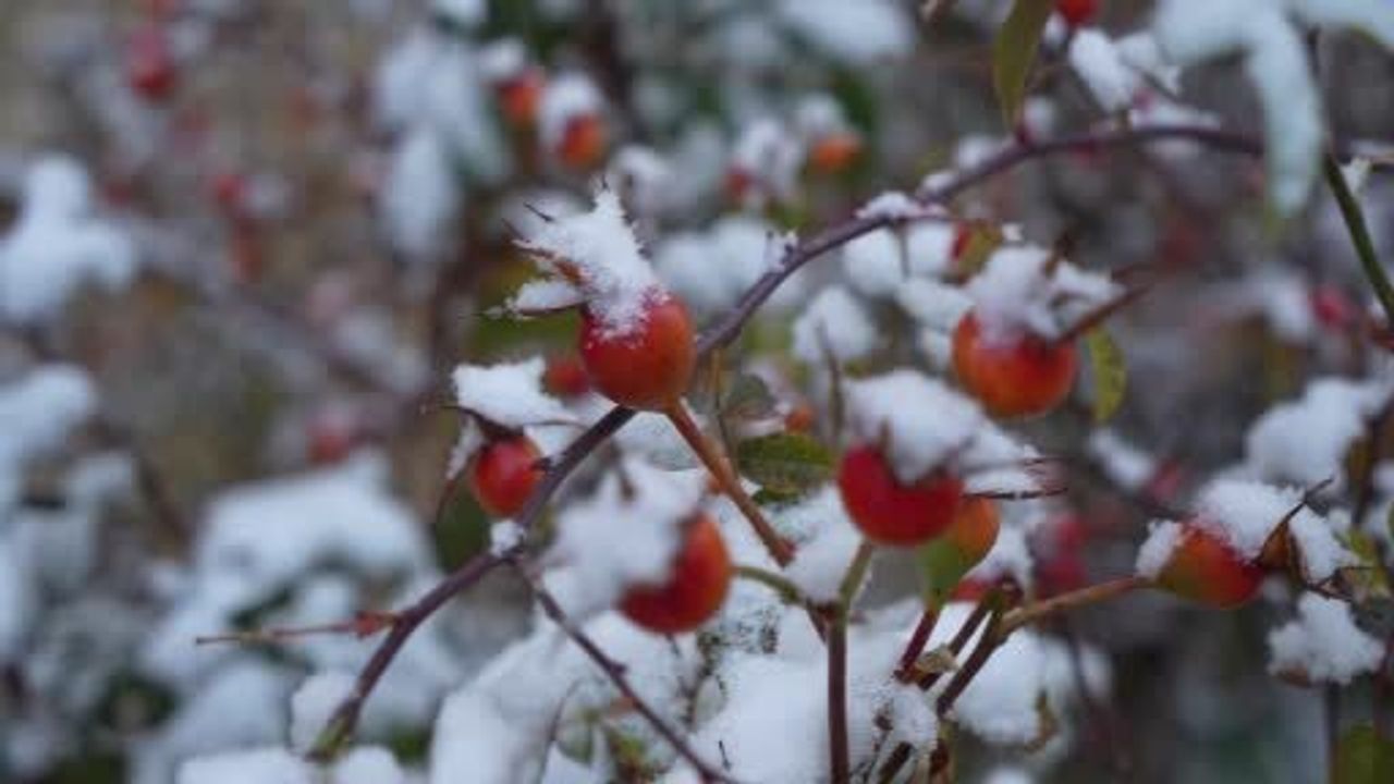 Erzurum'da Kar Etkili: Kent Merkezi Beyaza Büründü