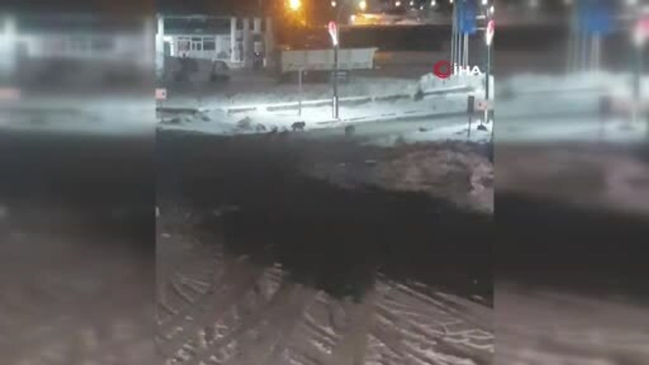 Erzurum Karayazı'da Kurt Alarmı: Sürüler Merkez Mahallelere İndi