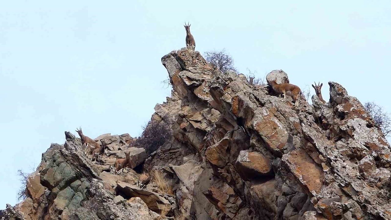 Erzurum Oltu'da Fotokapanlar Bölgenin Zengin Yaban Hayatını Ortaya Çıkardı