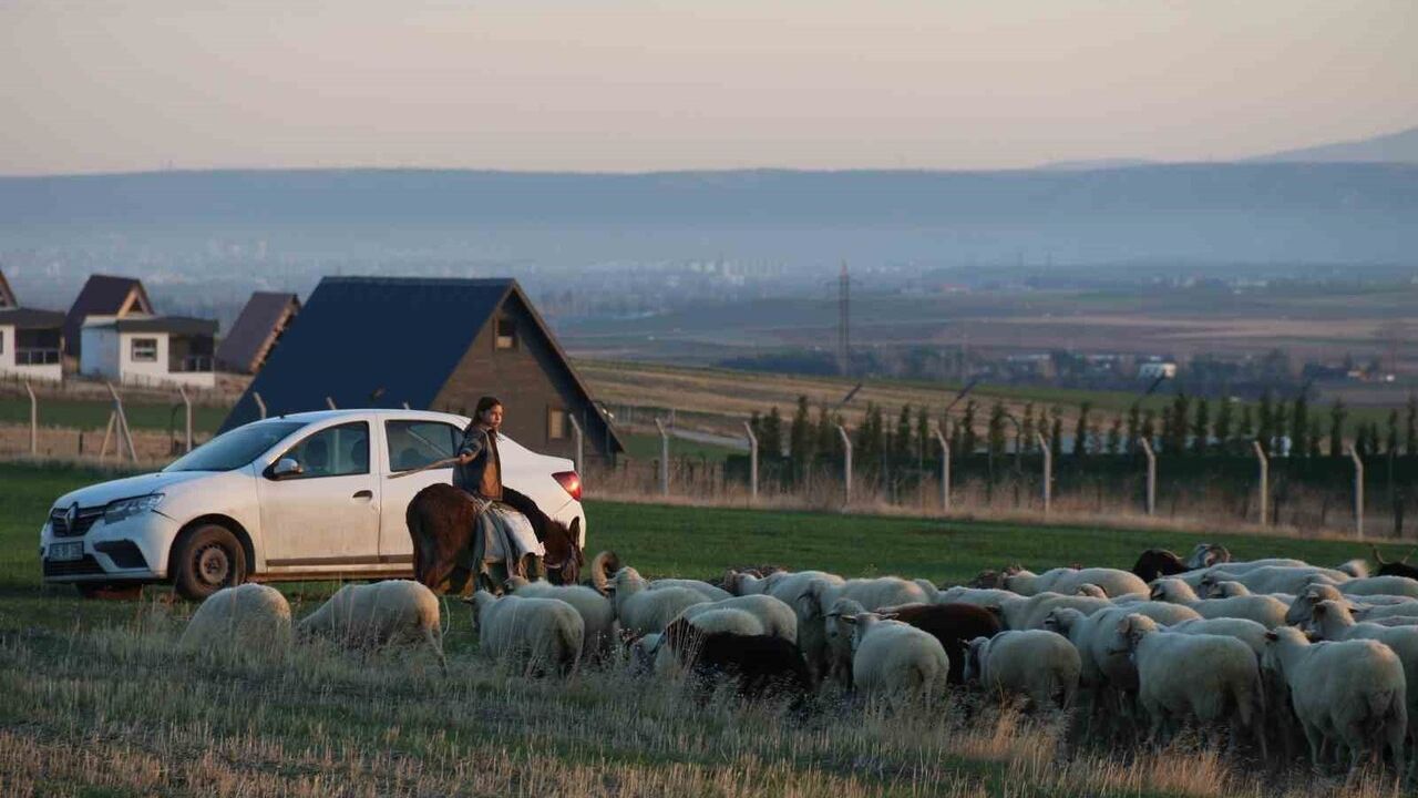 Eskişehir'de 9 Yaşındaki Ayşe Yaren Baba Mesleği Çobanlığı Sürdürüyor: Eşeğin Üzerinde Koyun Güdüyor