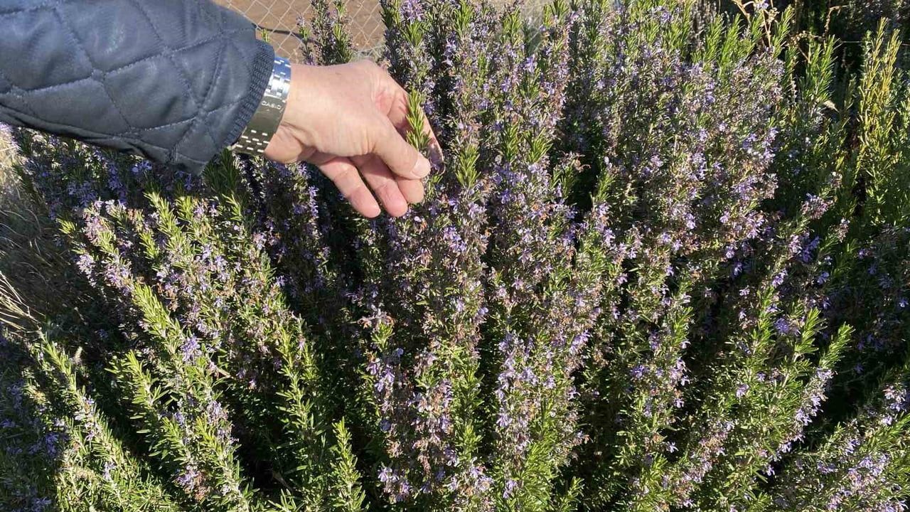 Eskişehir’de Biberiye Üretimi Başladı: ESOGÜ'nün 10 Yıllık Başarısı