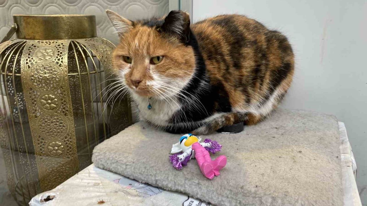 Eskişehir'de Dükkan Önündeki 'Suzi' İçin Astıkları Not Dikkat Çekti