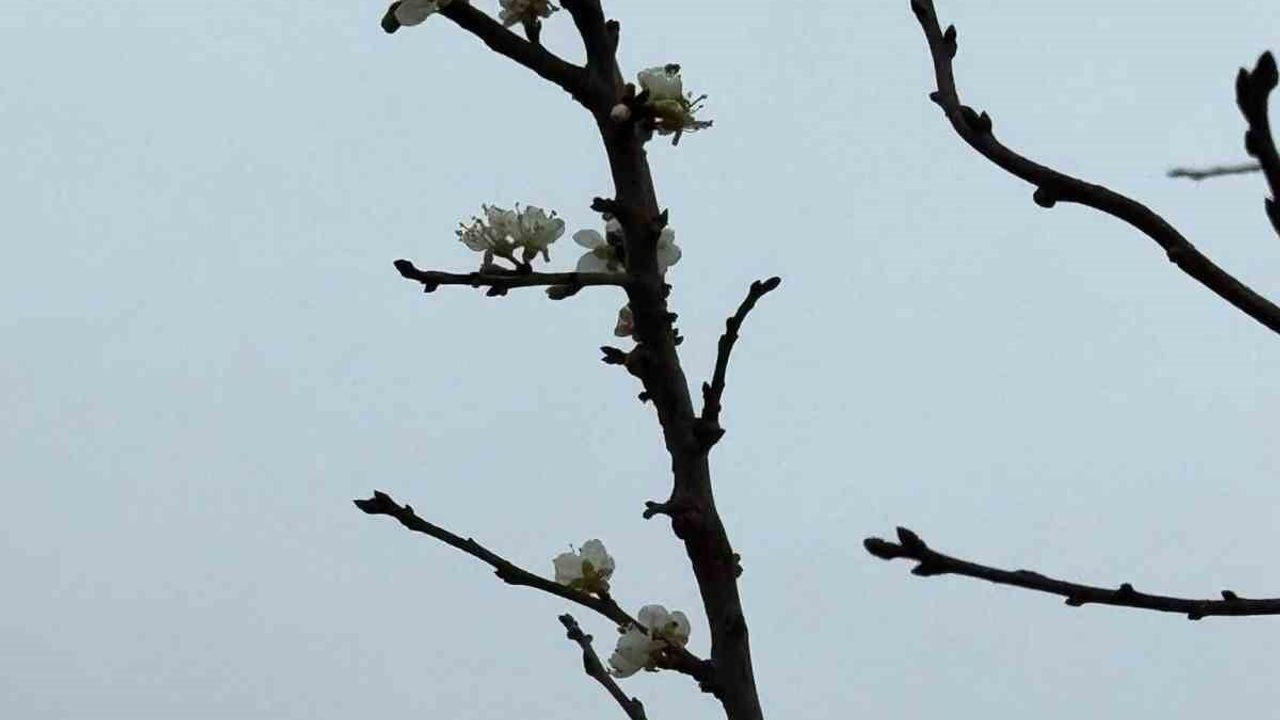 Eskişehir'de Kayısı Ağacı Aralık'ta Çiçek Açtı