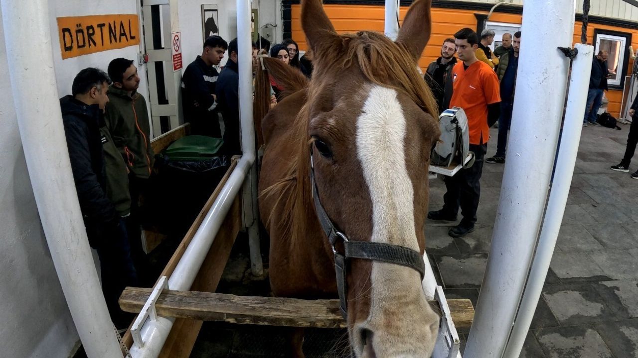 Eskişehir'de 'Kısraklarda Suni Tohumlama Eğitimi' Başarıyla Tamamlandı