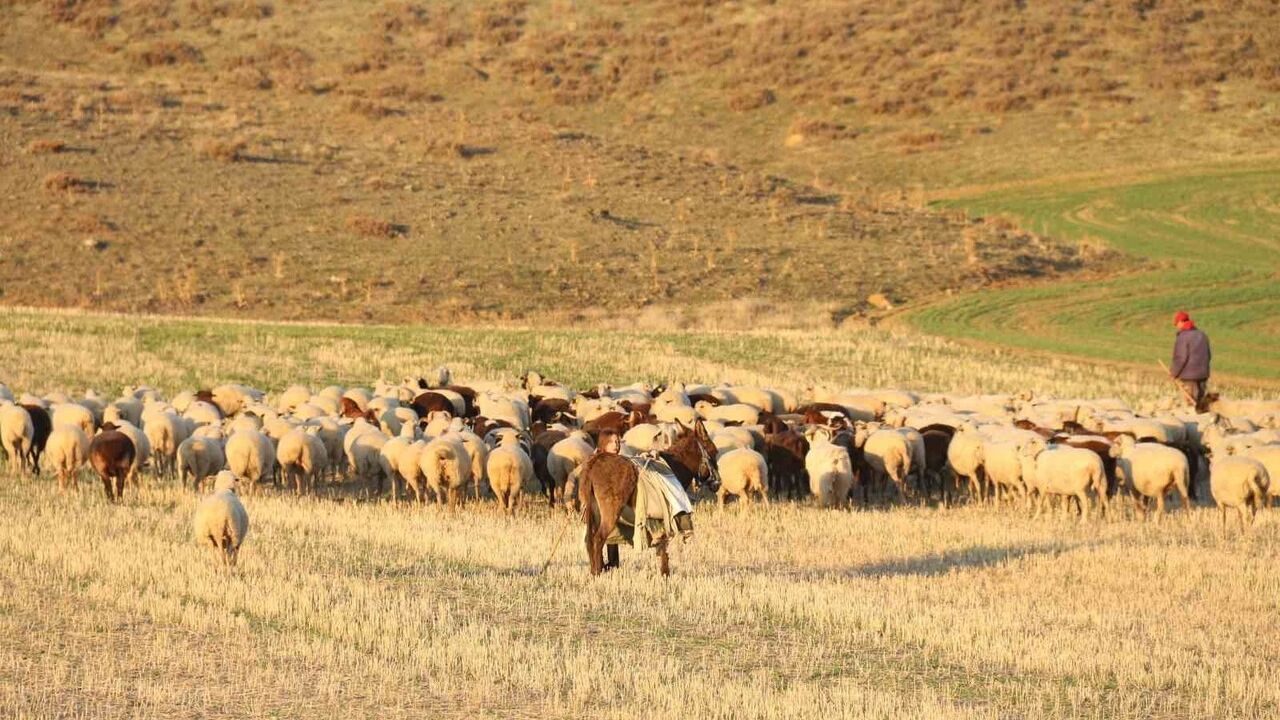 Eskişehir'de Koyunlar Kışı Kırlarda Geçiriyor