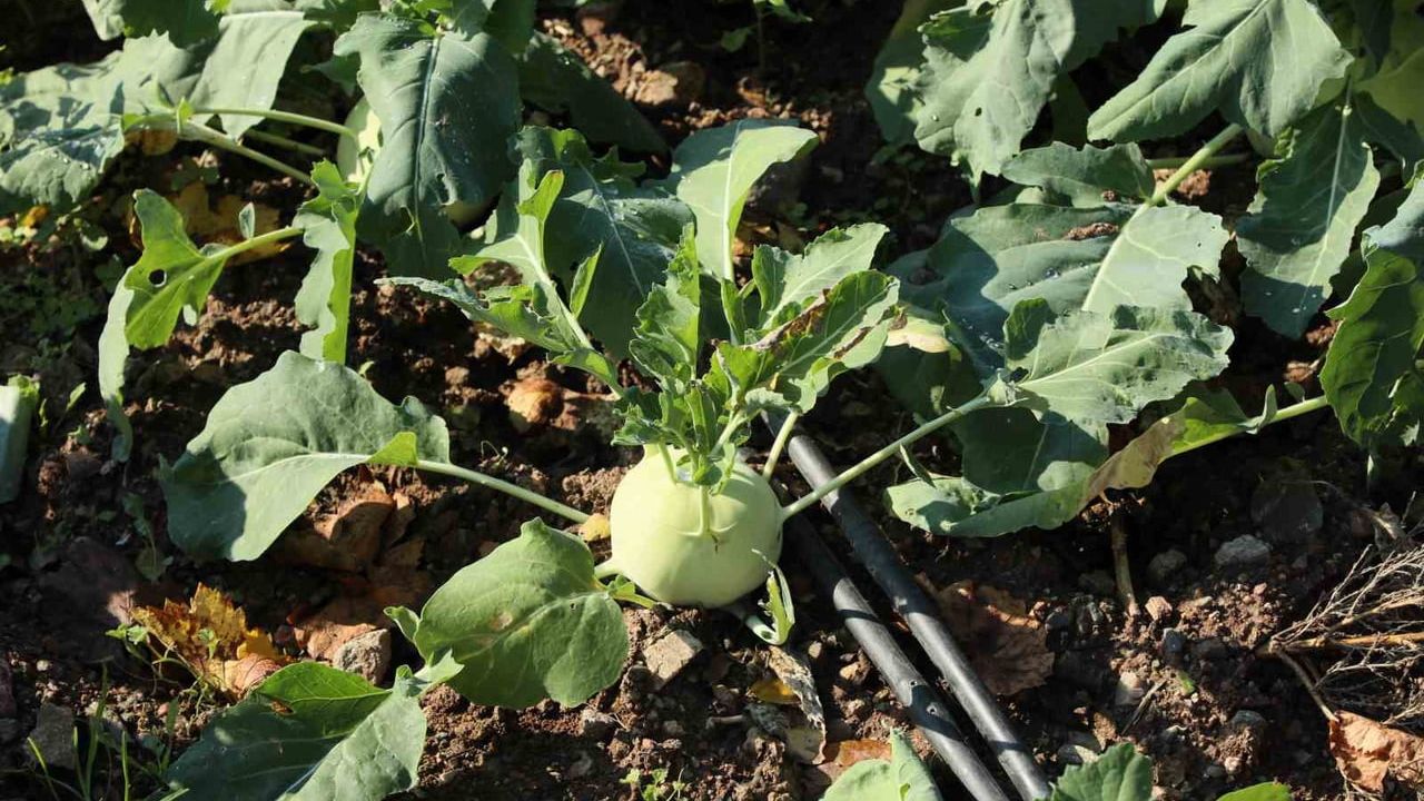 Eskişehir'de organik tarımda temiz sonuç: 8 numune…