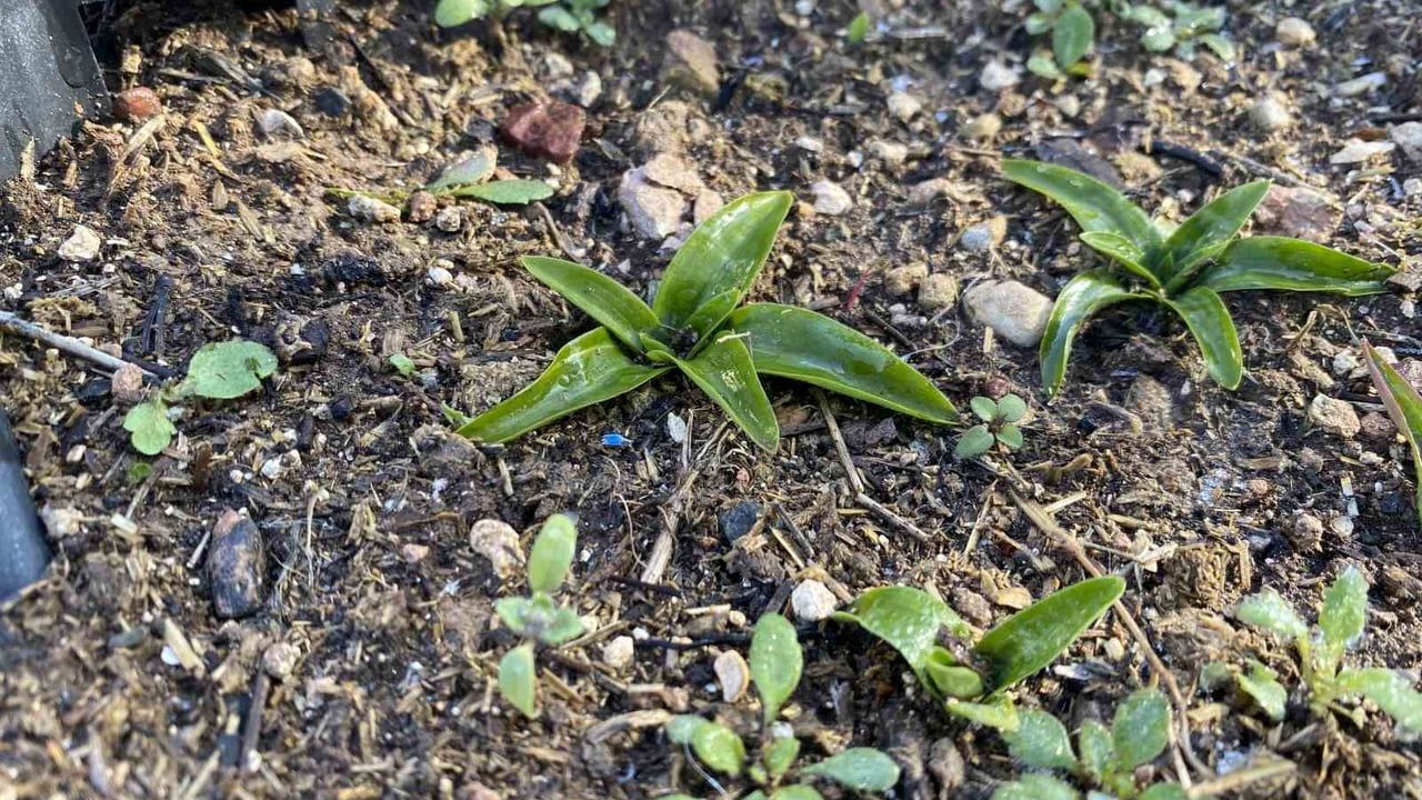 Eskişehir'de Salep Üretimi Canlanıyor: ESOGÜ'den Yüksek Verim İddiası