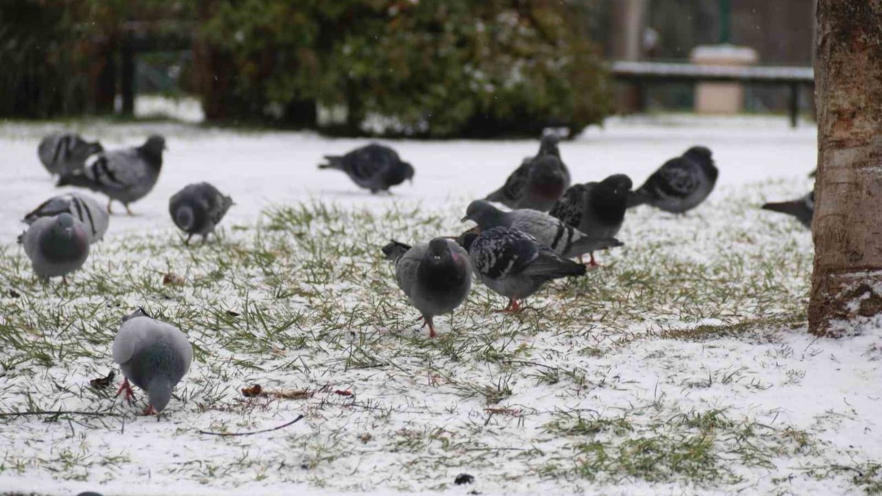Eskişehir'de Yılın Son Karı: Porsuk Çayı Kısımları Buz Tuttu