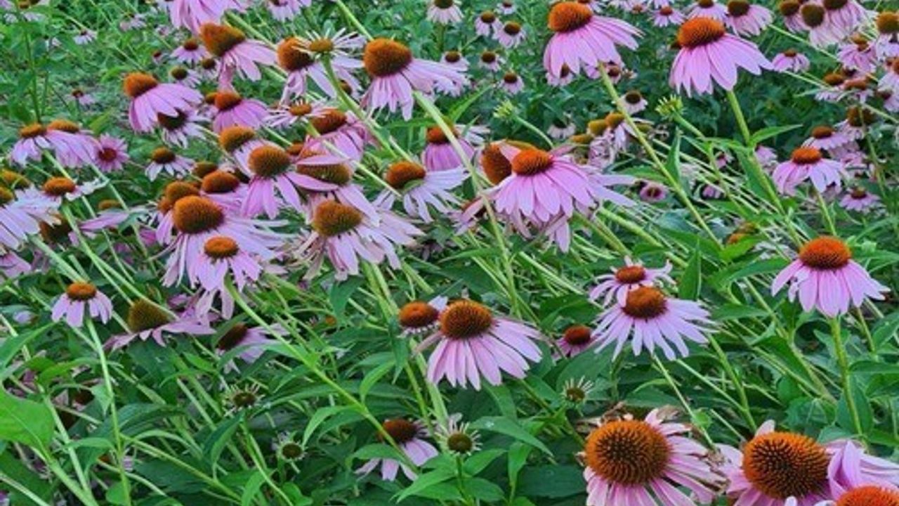 Eskişehir, Türkiye'nin En Zengin Tıbbi Aromatik Bitki Merkezi: 220 Tür