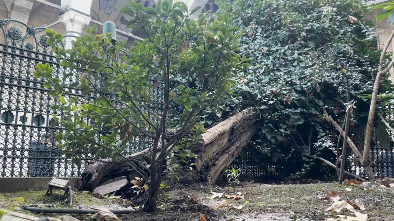 Eyüp Sultan Camii Avlusunda 556 Yıllık Ağaç Devrildi