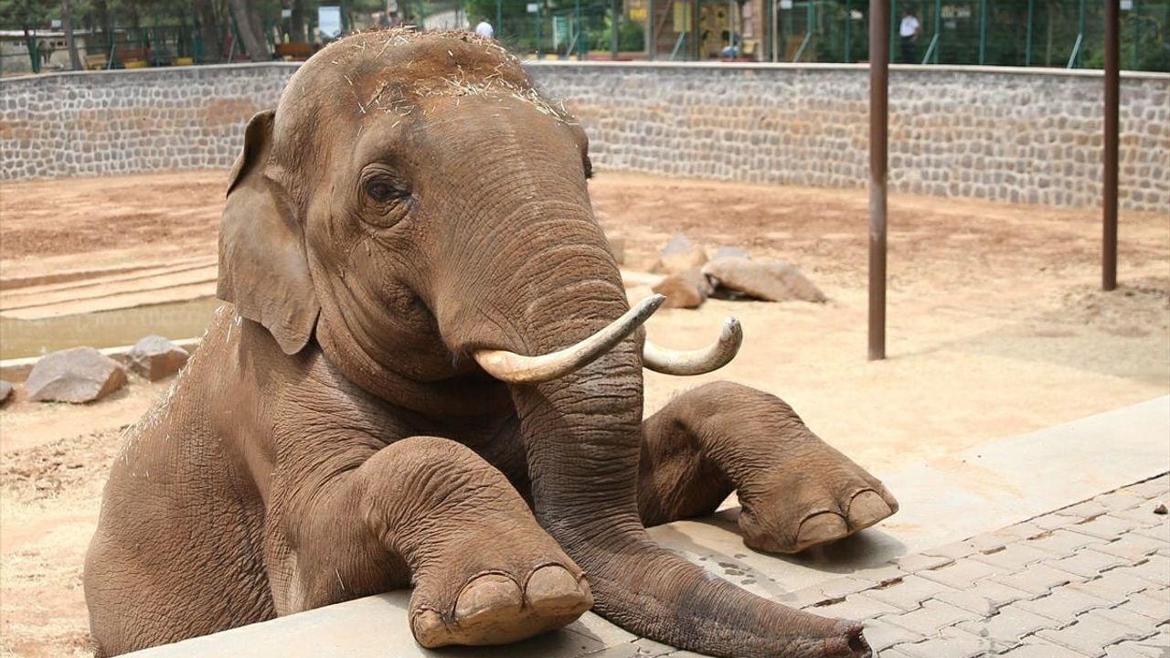 Fatma Şahin 'Gabi öldü' iddiasını yalanladı