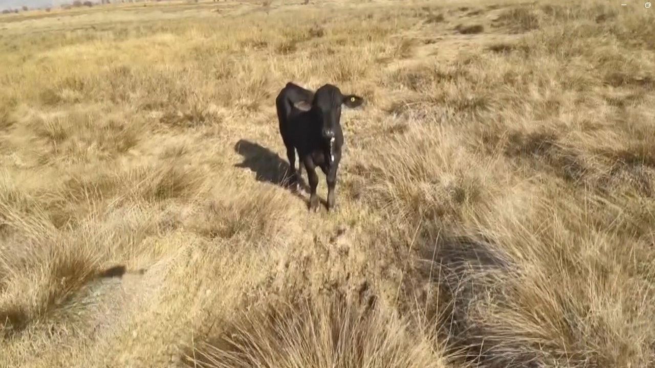 Firari angus drone ile görüntülendi — Erzincan'da kovalamaca