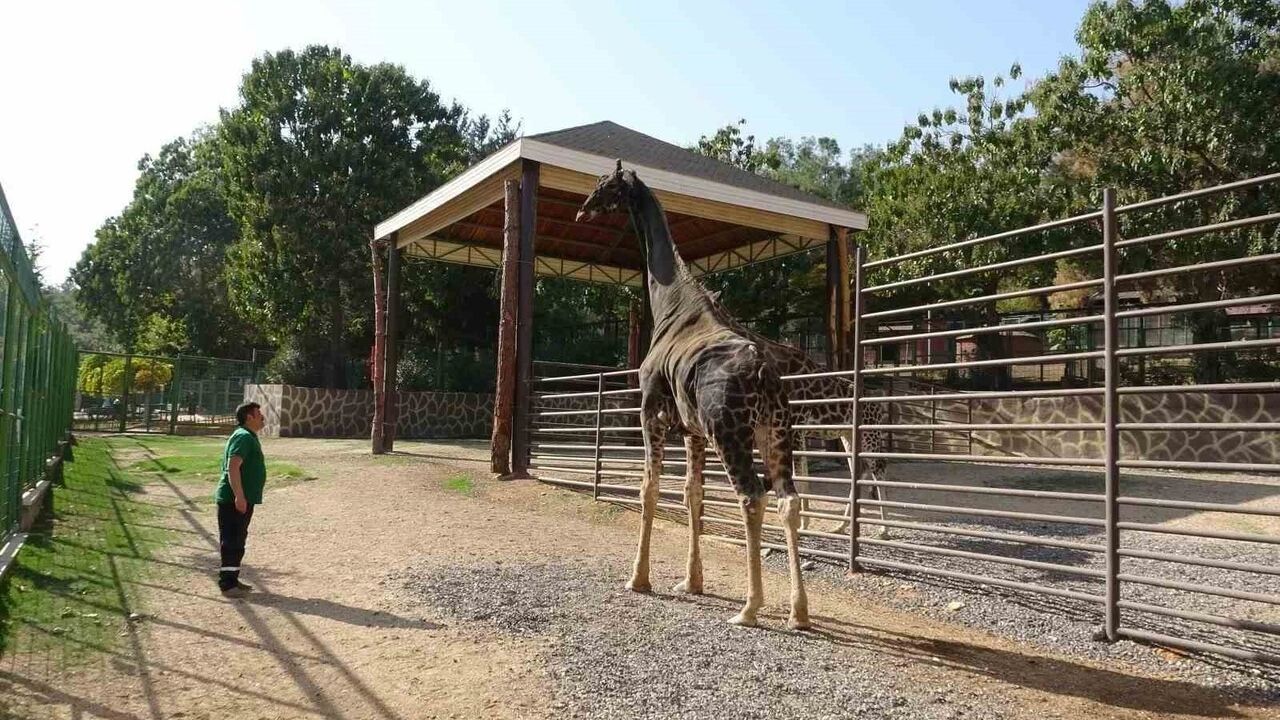 Gaziantep Doğal Yaşam Parkı'nın Maskotu Zürafa 32 Yaşında Hayatını Kaybetti