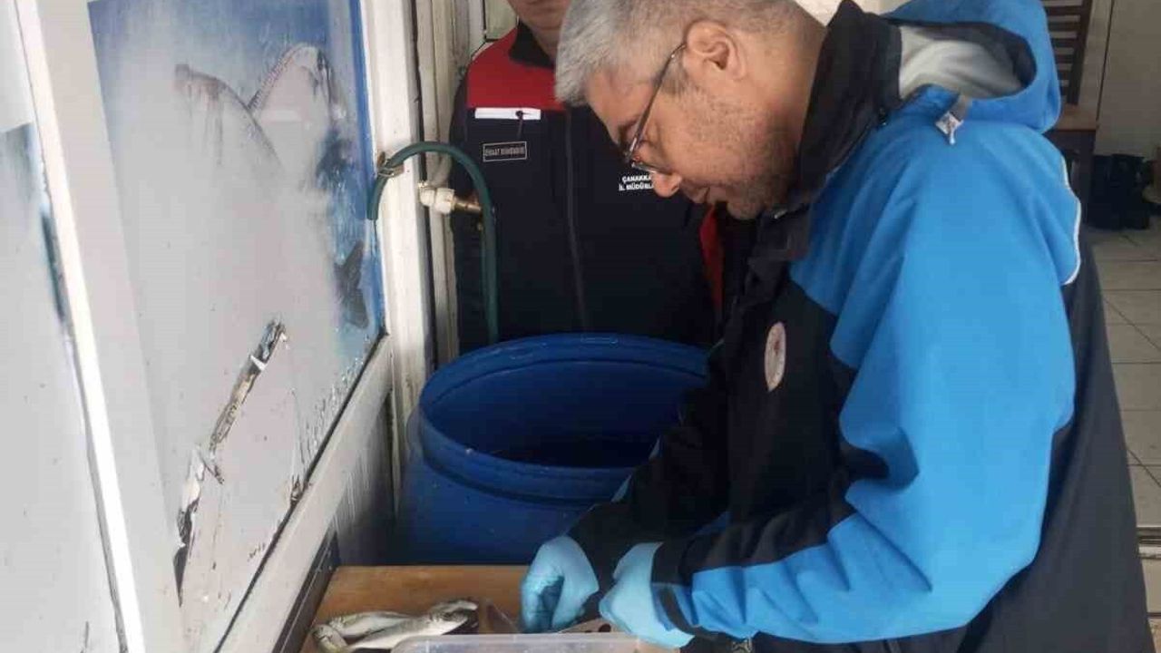 Gelibolu'da 45 kilo vatoza el konuldu, 37 bin 770 lira para cezası