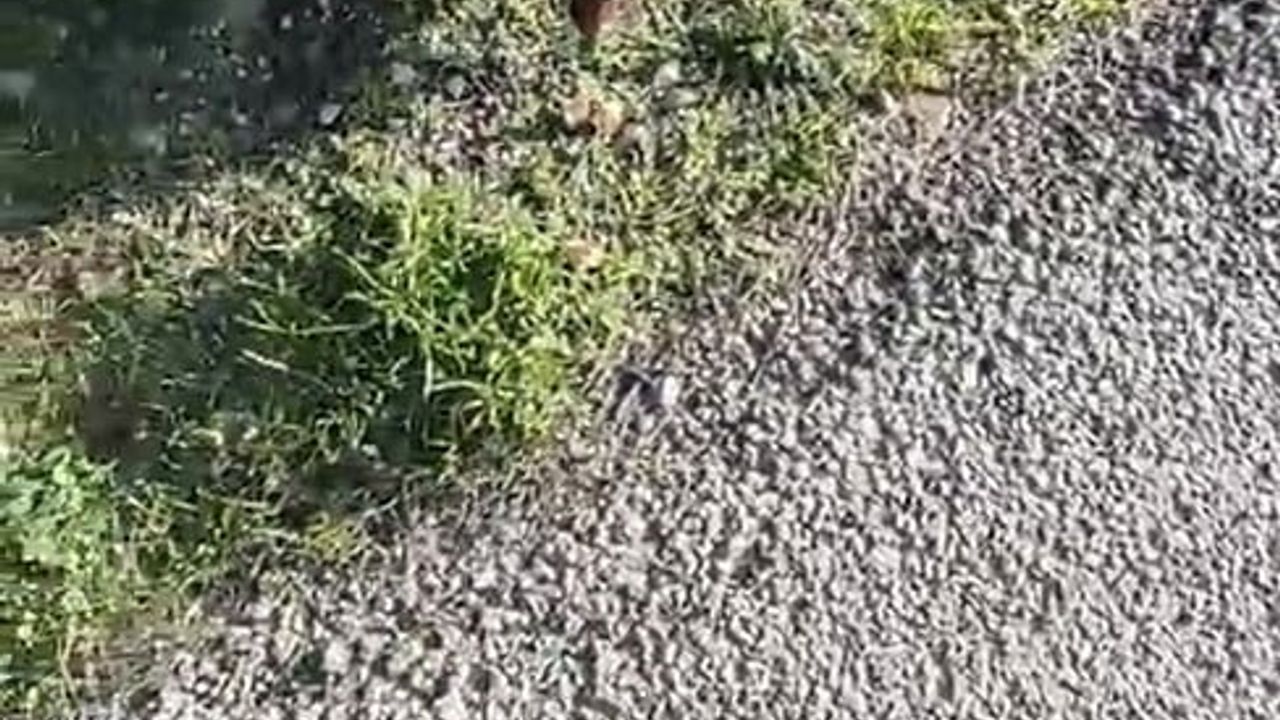 Gelibolu'da İnsanlara Alışan Tilki Bölgenin Maskotu Oldu