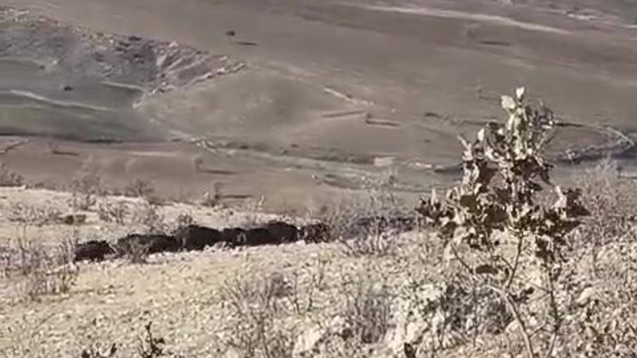 Gercüş'te Çiftçileri Tedirgin Eden Domuz Sürüleri