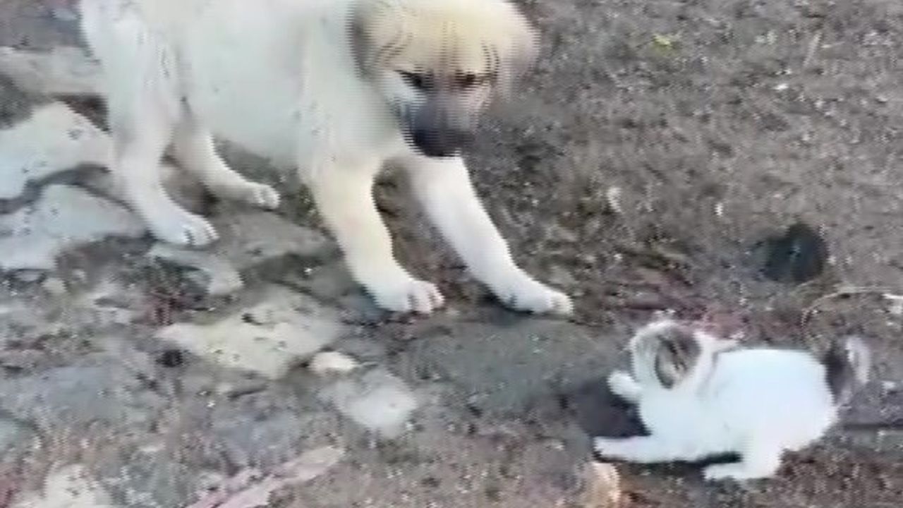 Gercüş'te Yavru Kedi ve Yavru Köpeğin Sevimli Kavgası Kamerada