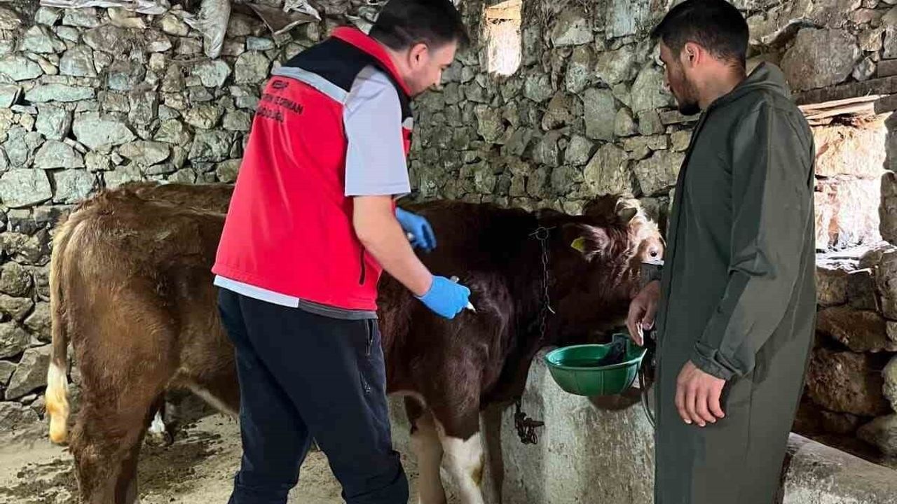 Giresun'da 2025'te 450 Binden Fazla Hayvan Aşılandı