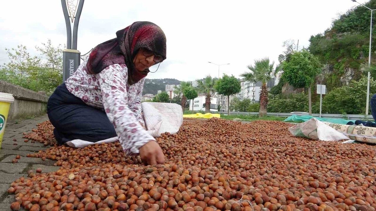Giresun'da fındık fiyatı 250 TL'ye geriledi — Üretici yeni yıla umut bağlıyor